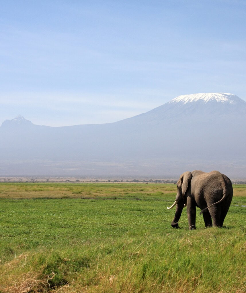 Ein Elefant im Amboseli Nationalpark, mit dem Kilimandscharo im Hintergrund.