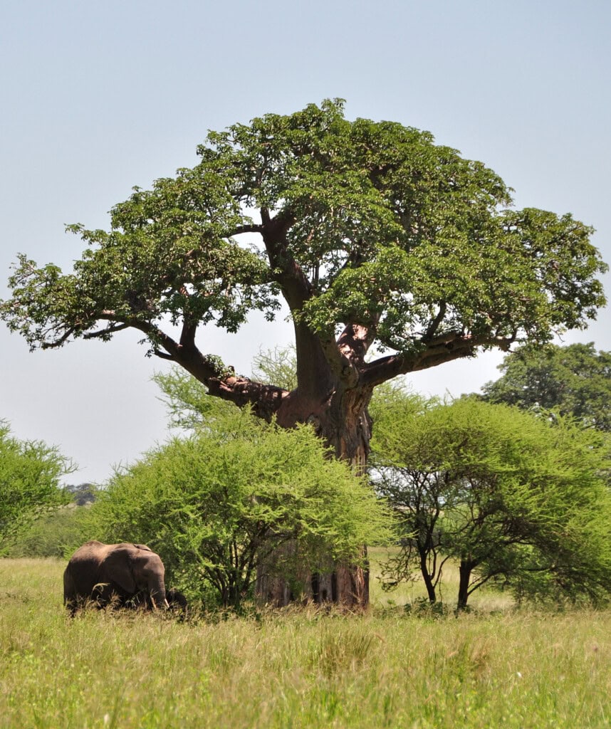 Ein Elefant an einem Affenbrotbaum im Tarangire Nationalpark.
