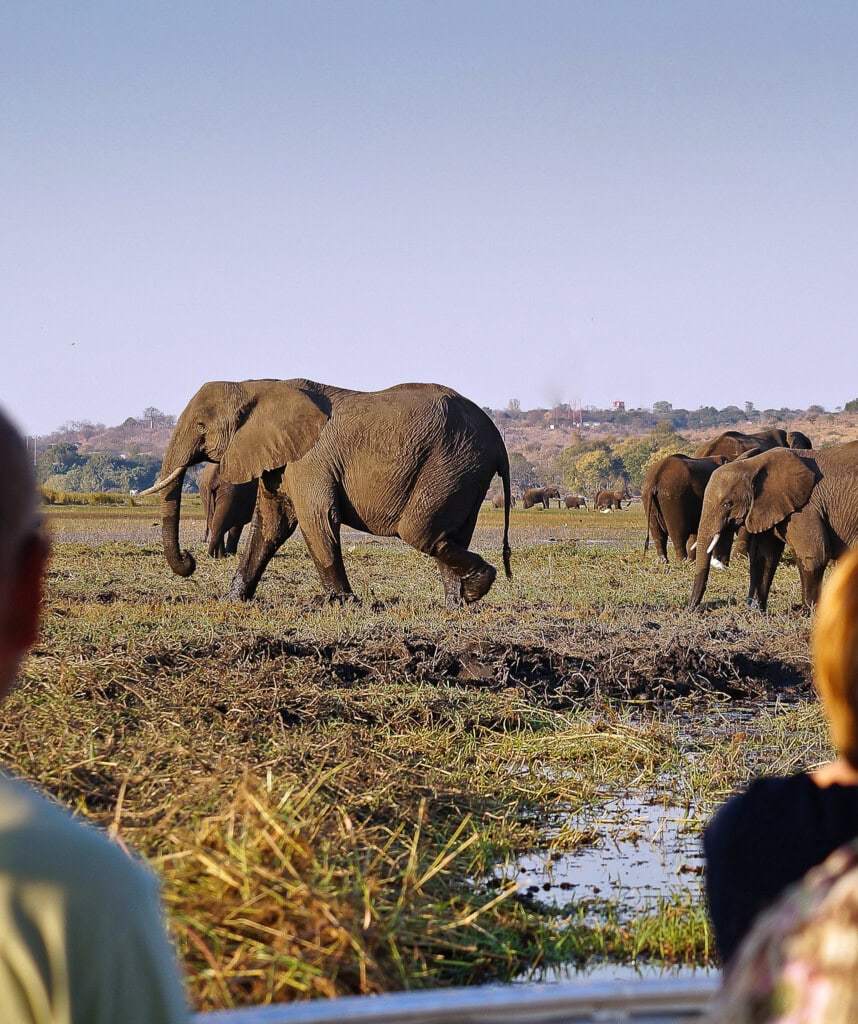 Elefanten laufen im Match im Chobe Nationalpark.