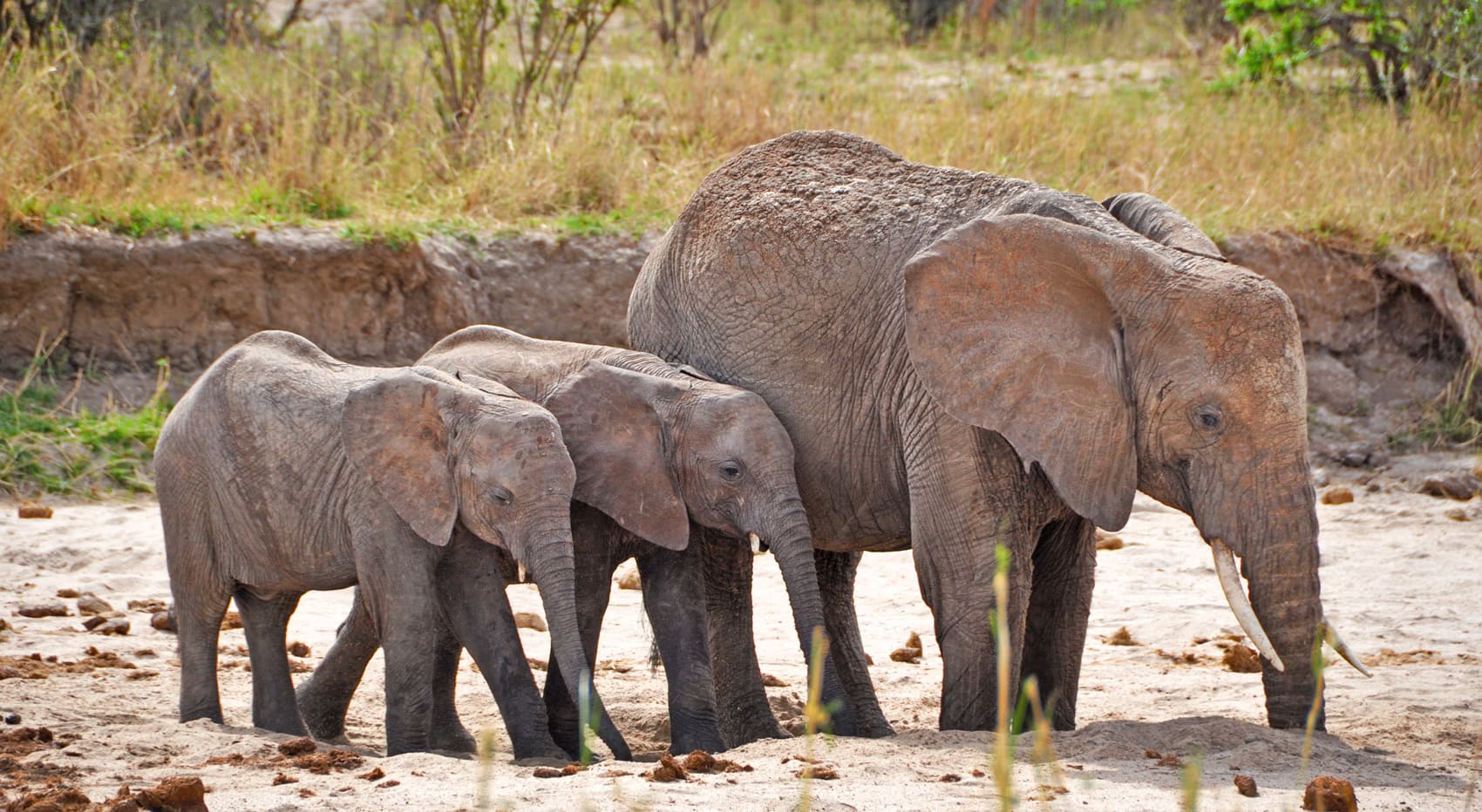Elefanten graben im ausgetrockneten Flussbett im Tarangire Nationalpark nach Wasser.