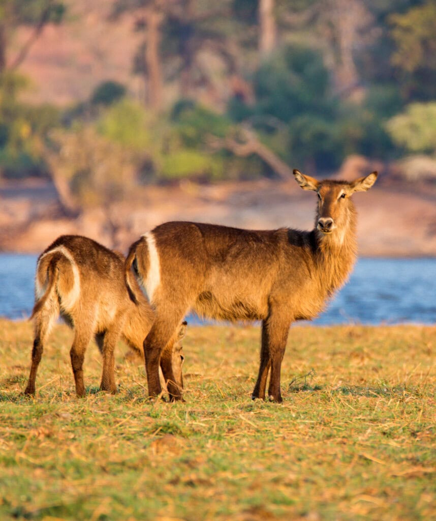 Moremi Game Reserve