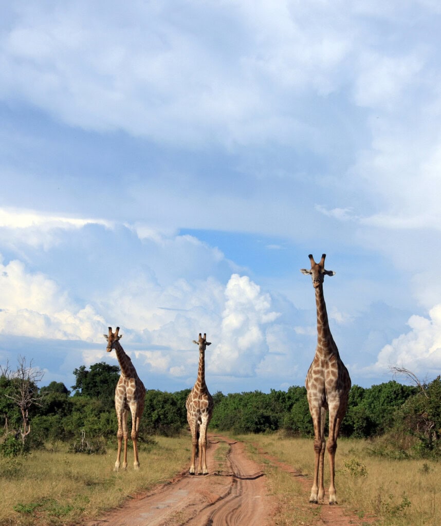 Giraffen auf einer Piste im Chobe Nationalpark.