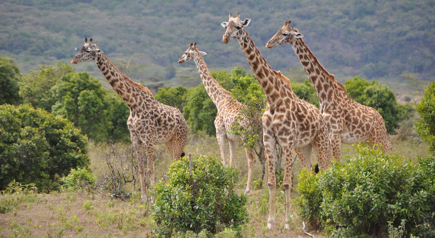 Giraffen im Arusha Nationalpark, am Mt Meru in Tansania.