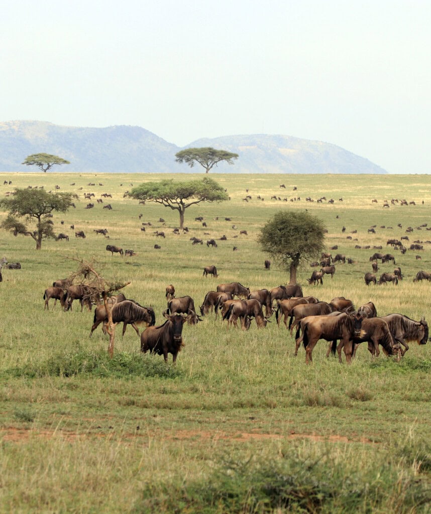 Gnus auf den Ebenen der Serengeti.