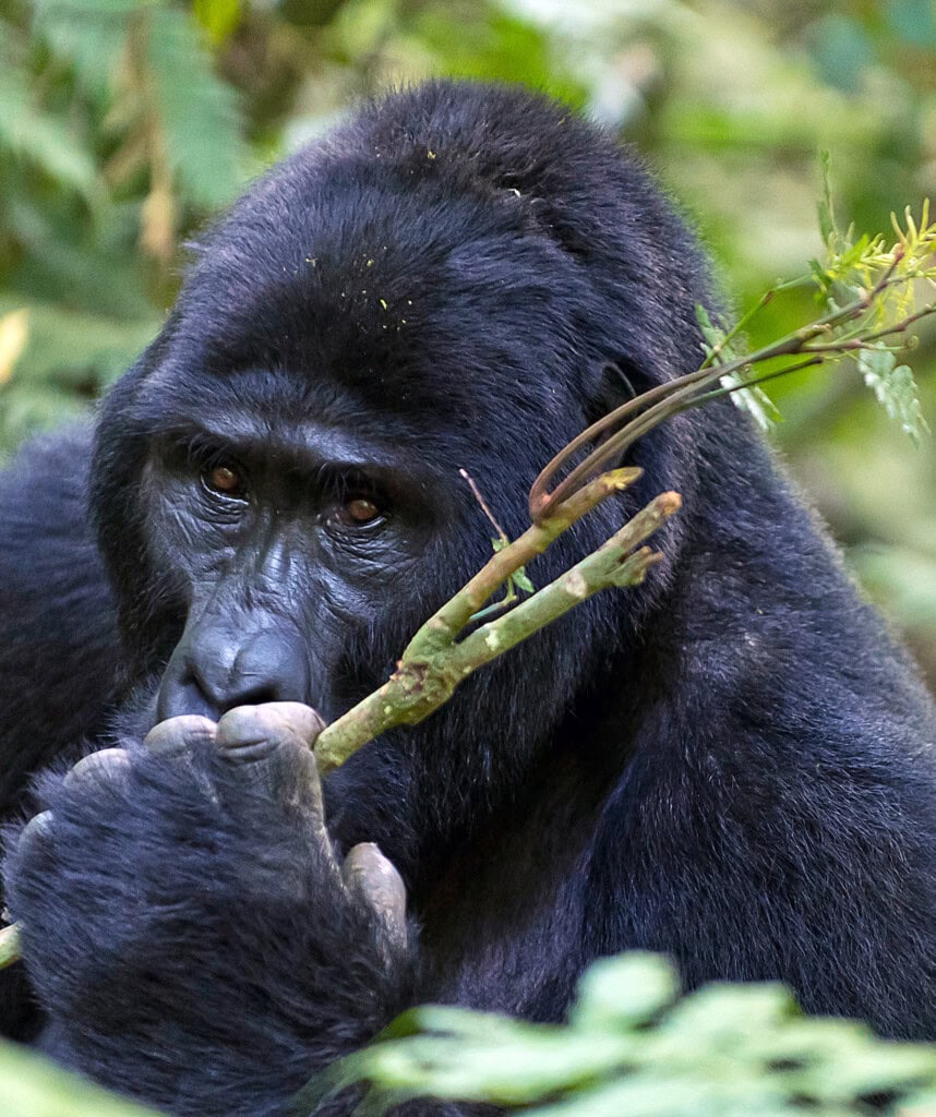Ein Gorilla mit Ästen in der Hand