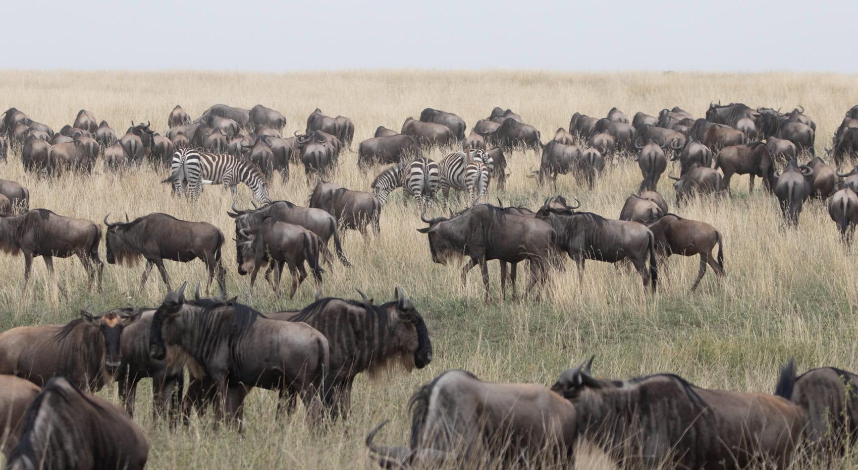 Gnus und Zebras der Great Migration auf den Ebenen der Serengeti.