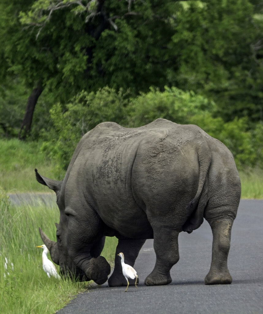Ein Nashorn im Hluhluwe-Imfolozi Game Reserve.