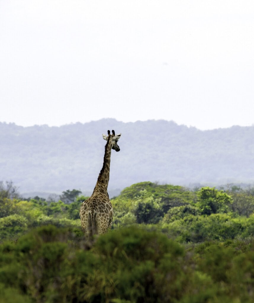 Eine Giraffe im iSimangaliso Wetland Park.