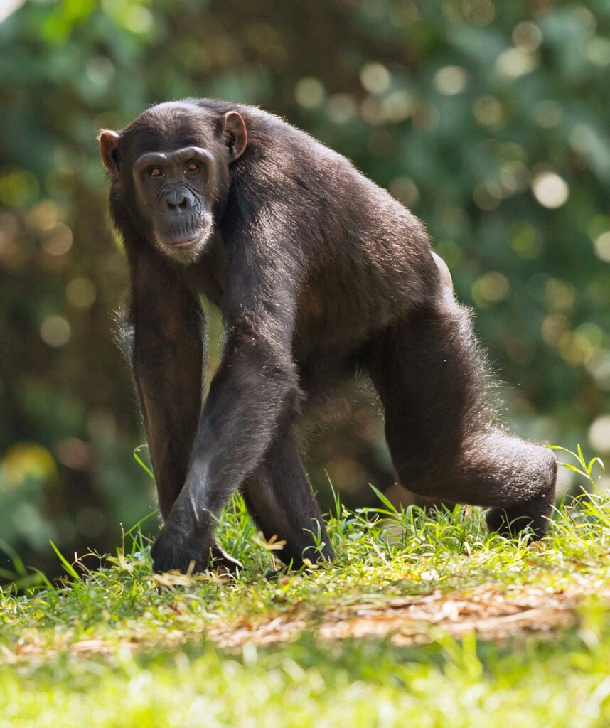 Ein Schimpanse im Kibale Nationalpark.