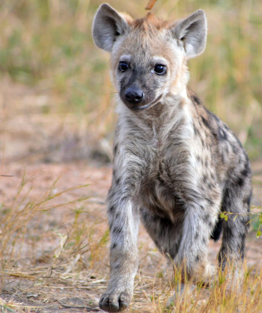Eine junge Hyäne im Kruger Nationalpark.