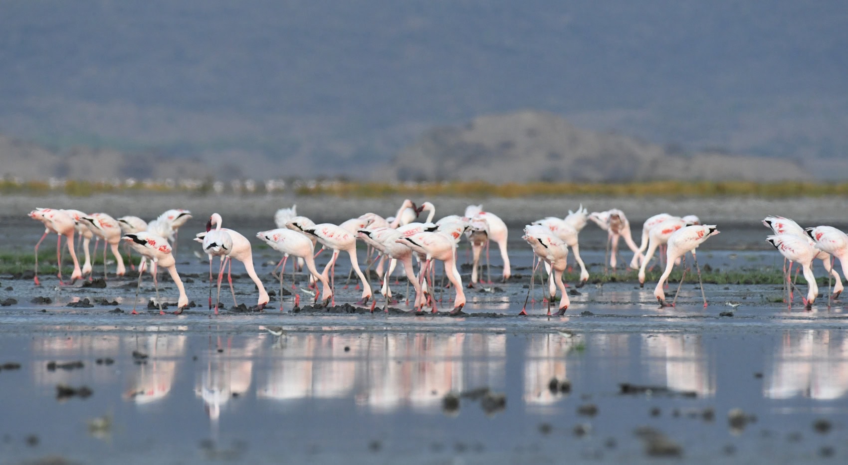 Flamingos am Lake Natron in Tansania.