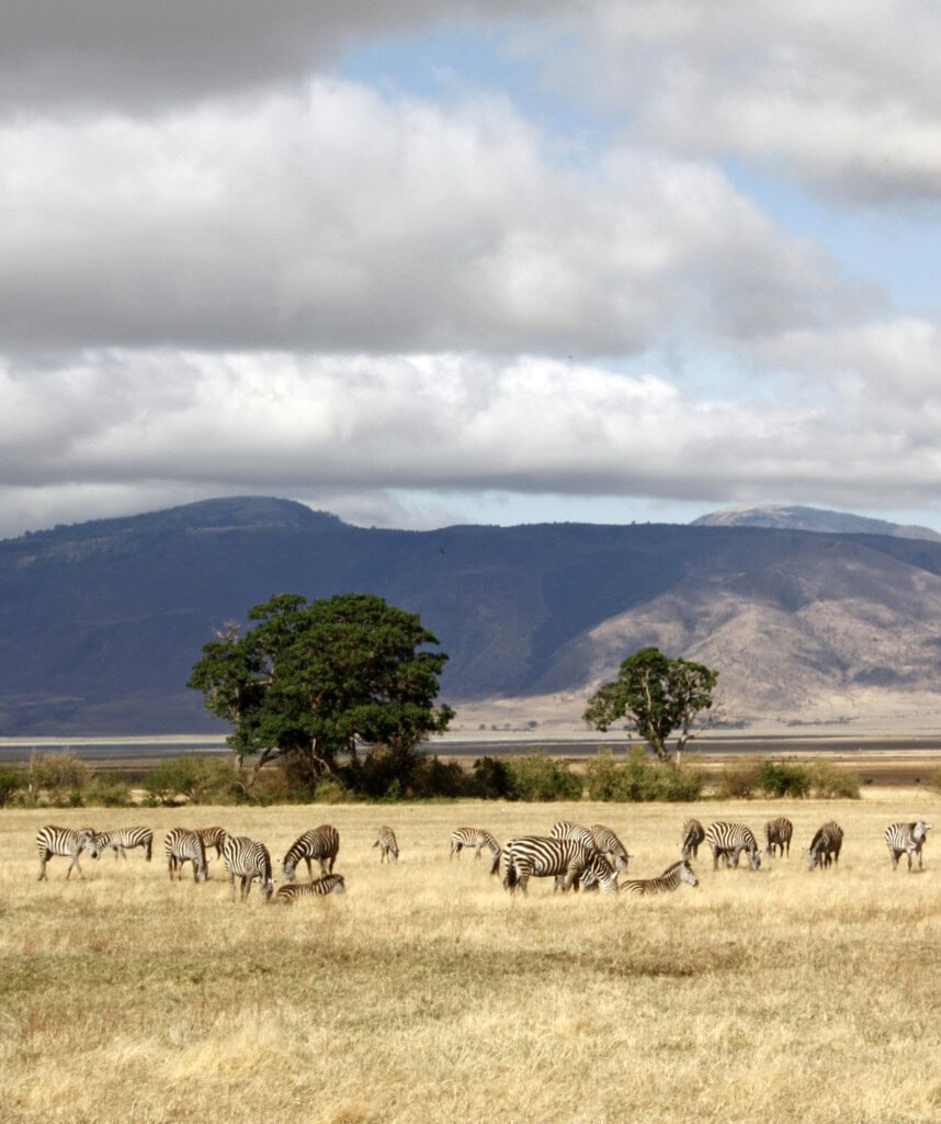 Eine Landschaftsaufnahme mit Zebras im Ngorongoro Krater.