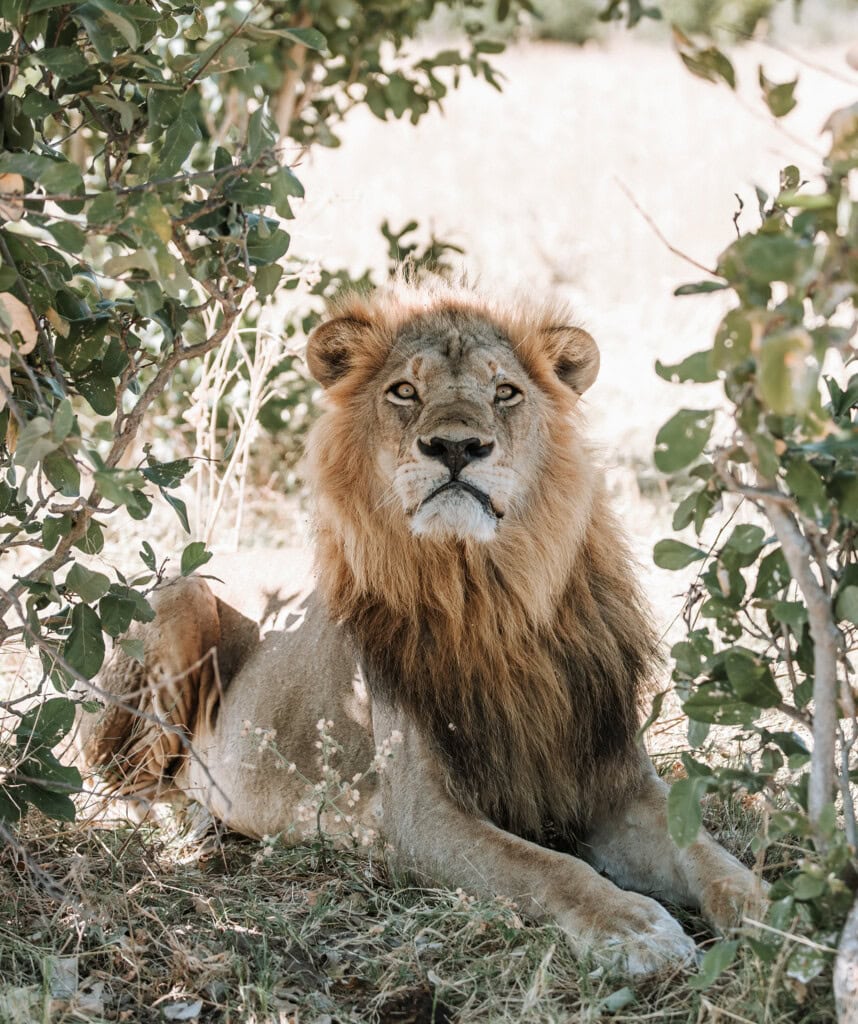 Ein Löwe in der Savuti Region.