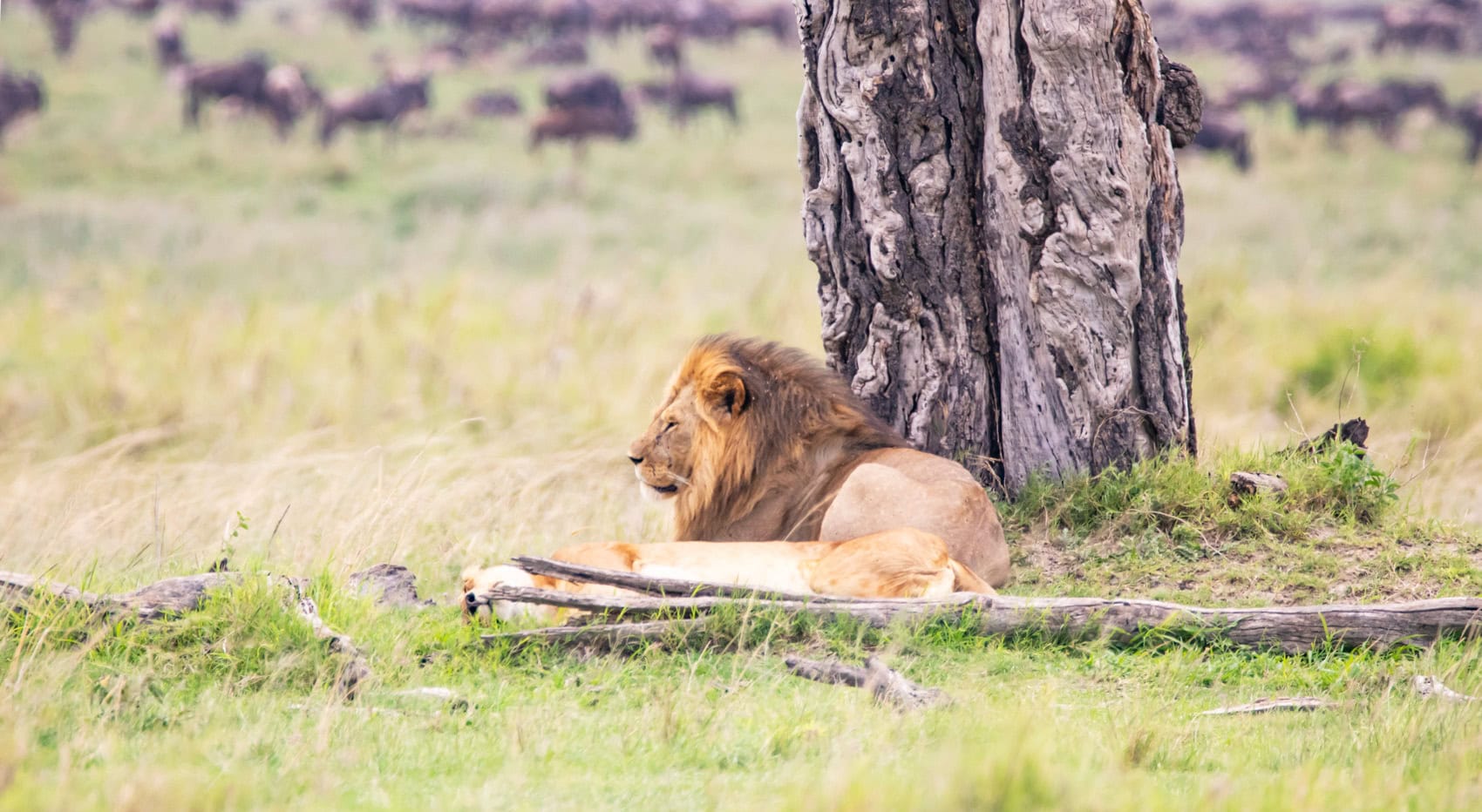 Ein Löwe unter einem Baum in der Serengeti.