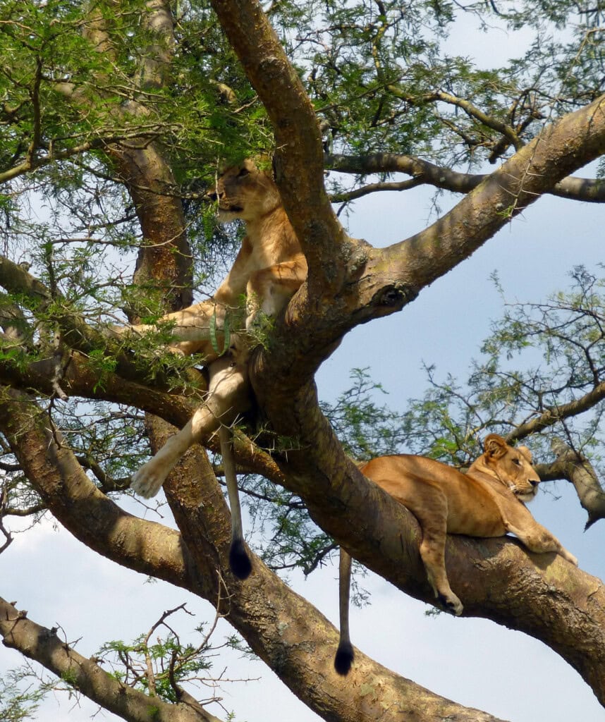 Löwen in einem Baum im Queen Elizabeth Nationalpark in Uganda.