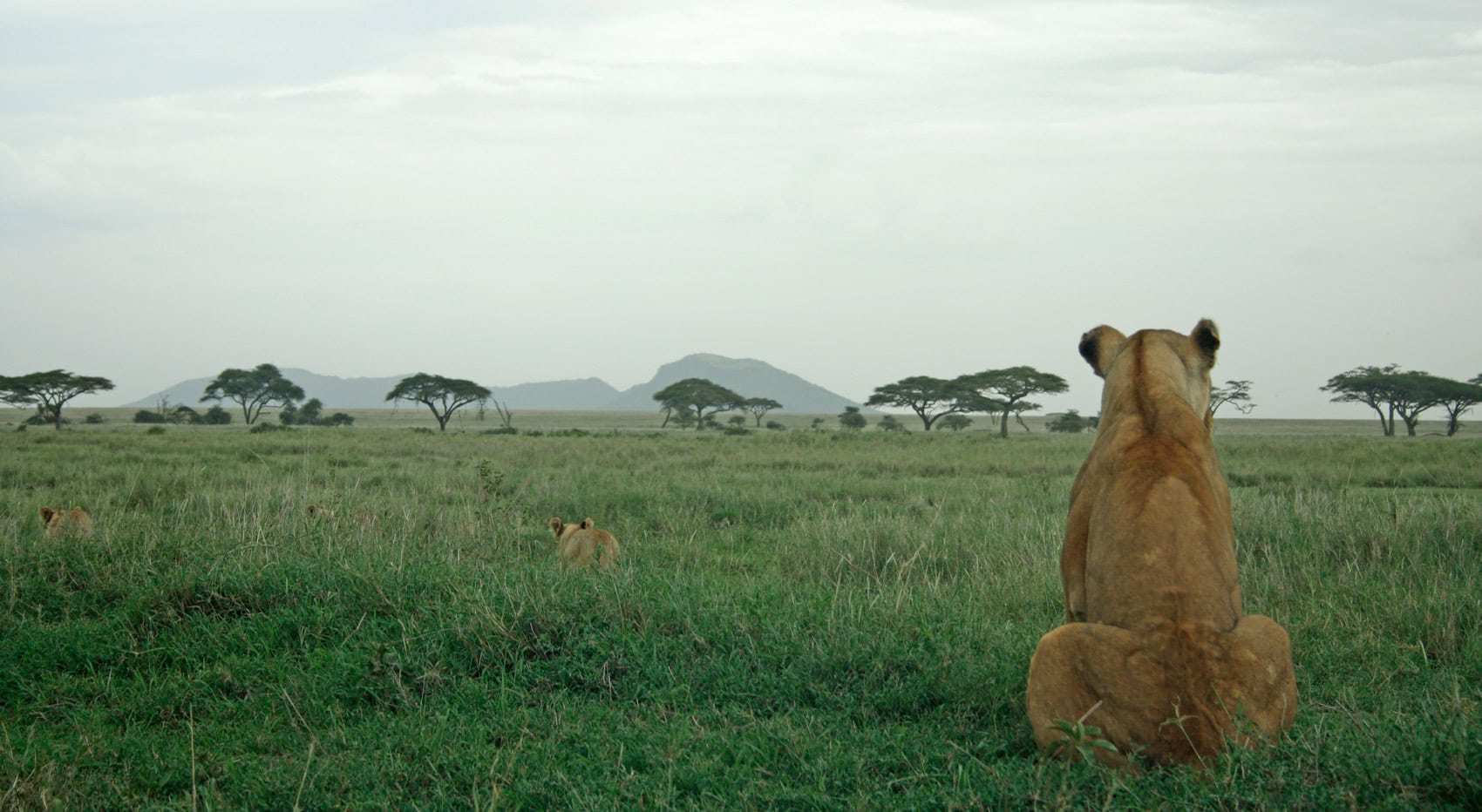Löwen in der Serengeti.