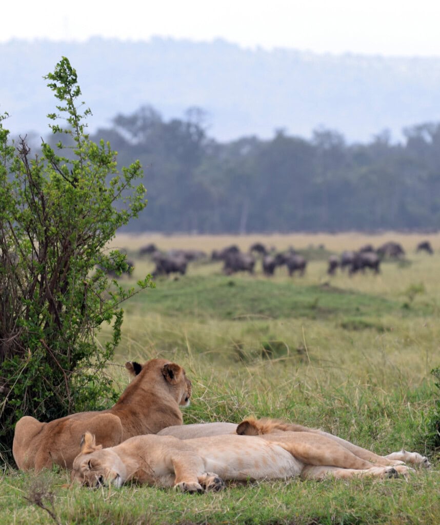 Zwei Löwinnen in der Masai Mara, eine beobachtet Gnus, de andere schläft.