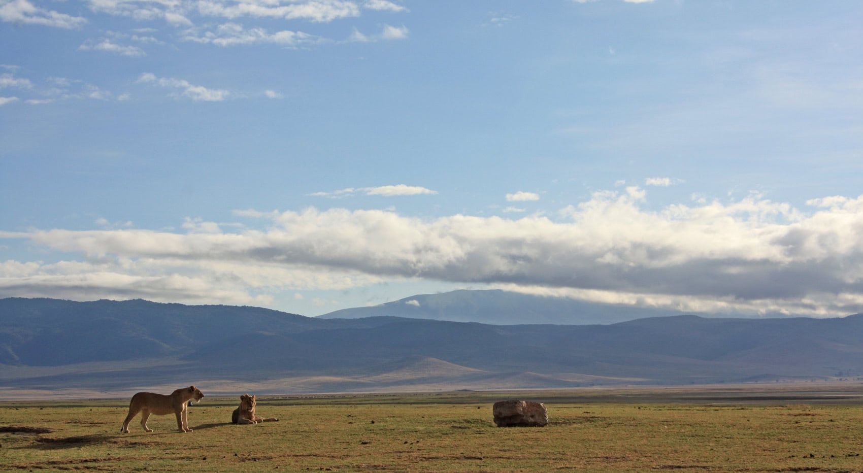 Löwen im Ngorongoro Krater.