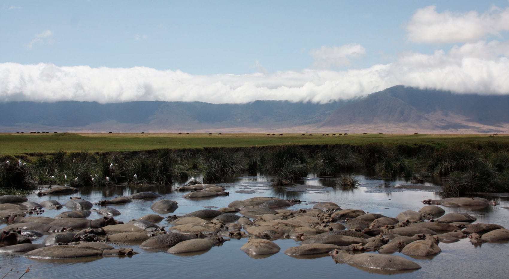 Nilpferde Im Ngorongoro Krater.