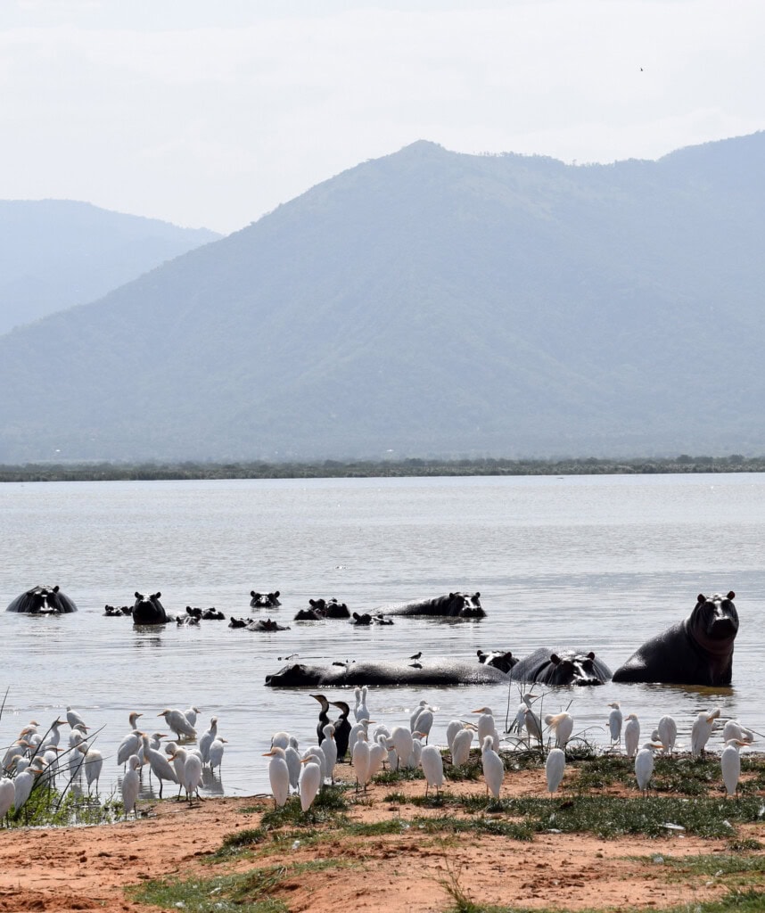 Nilpferde im Wasser des Lake Naivasha.