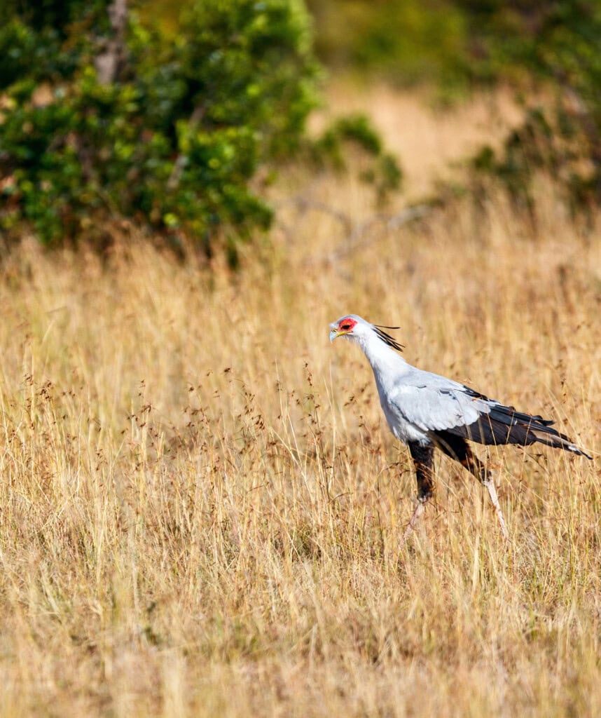 Ein Sekretärvogel im Lake Nakuru Nationalpark.