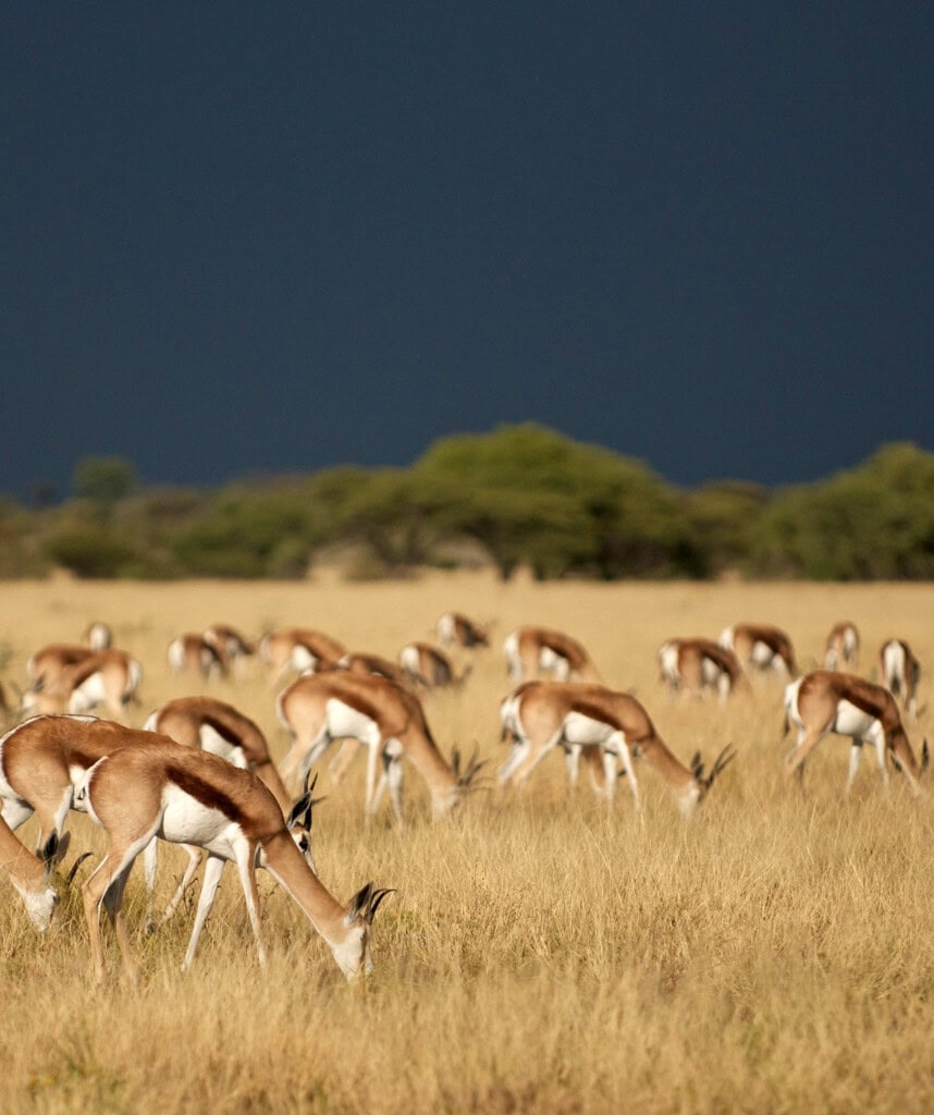 Springböcke im Central Kalahari Game Reserve.