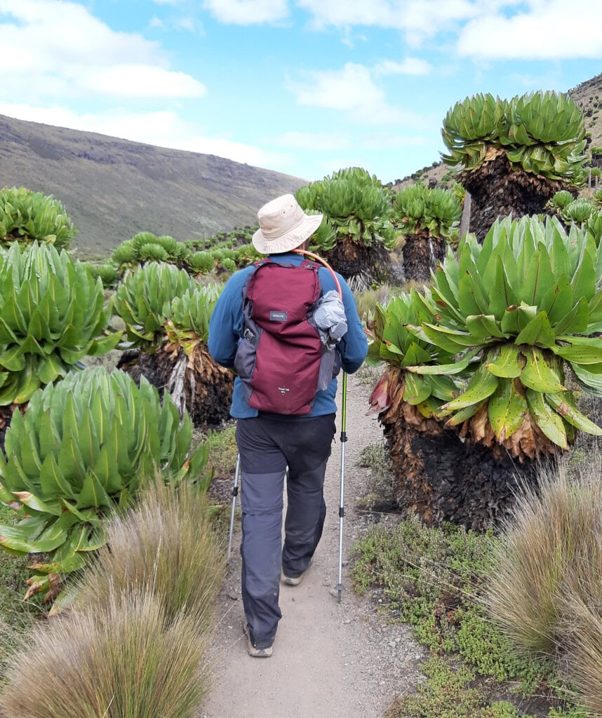 Ein Gast entlang der Sirimon Route auf dem Mt Kenya.
