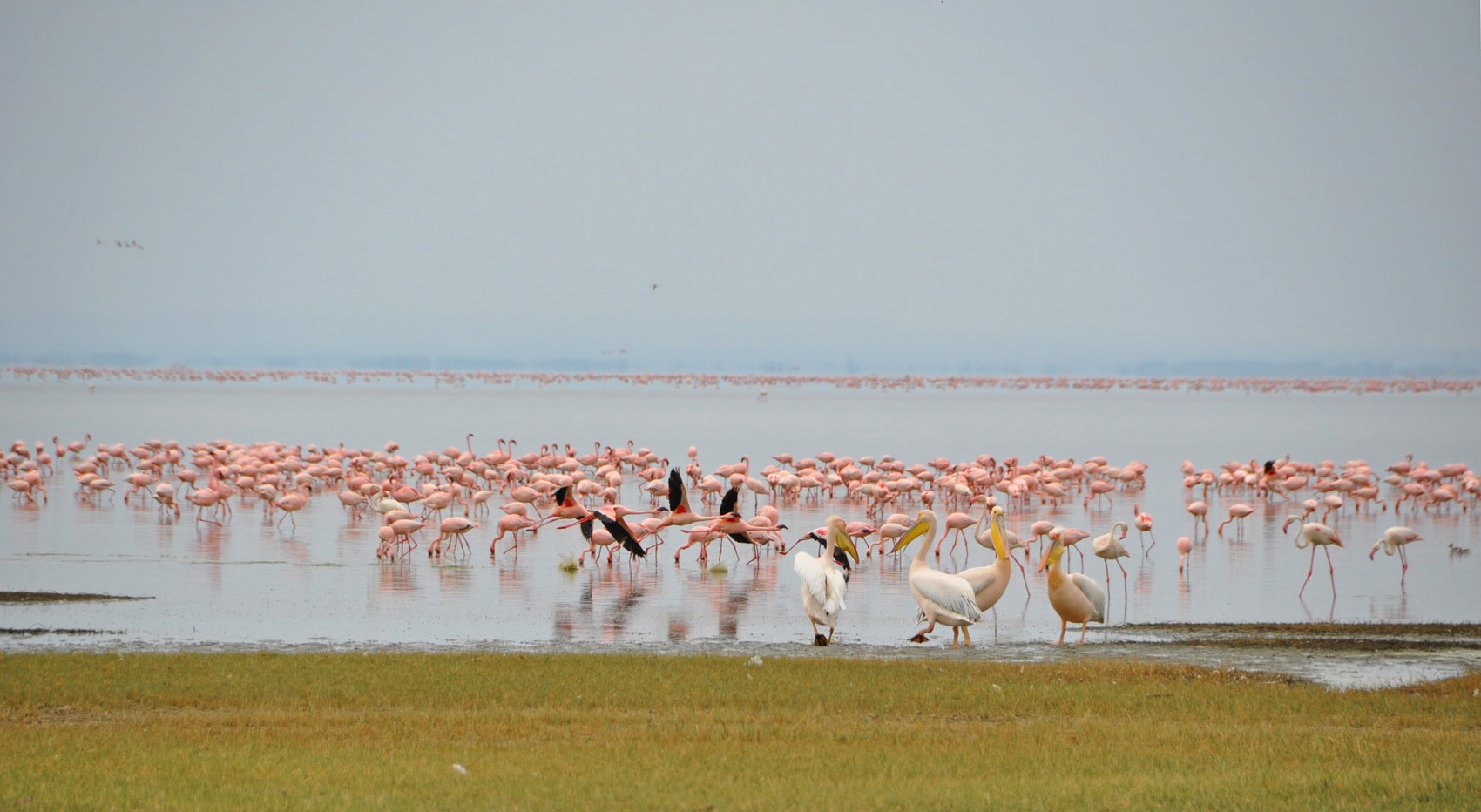 Flamingos am Lake Manyara in Tansania.
