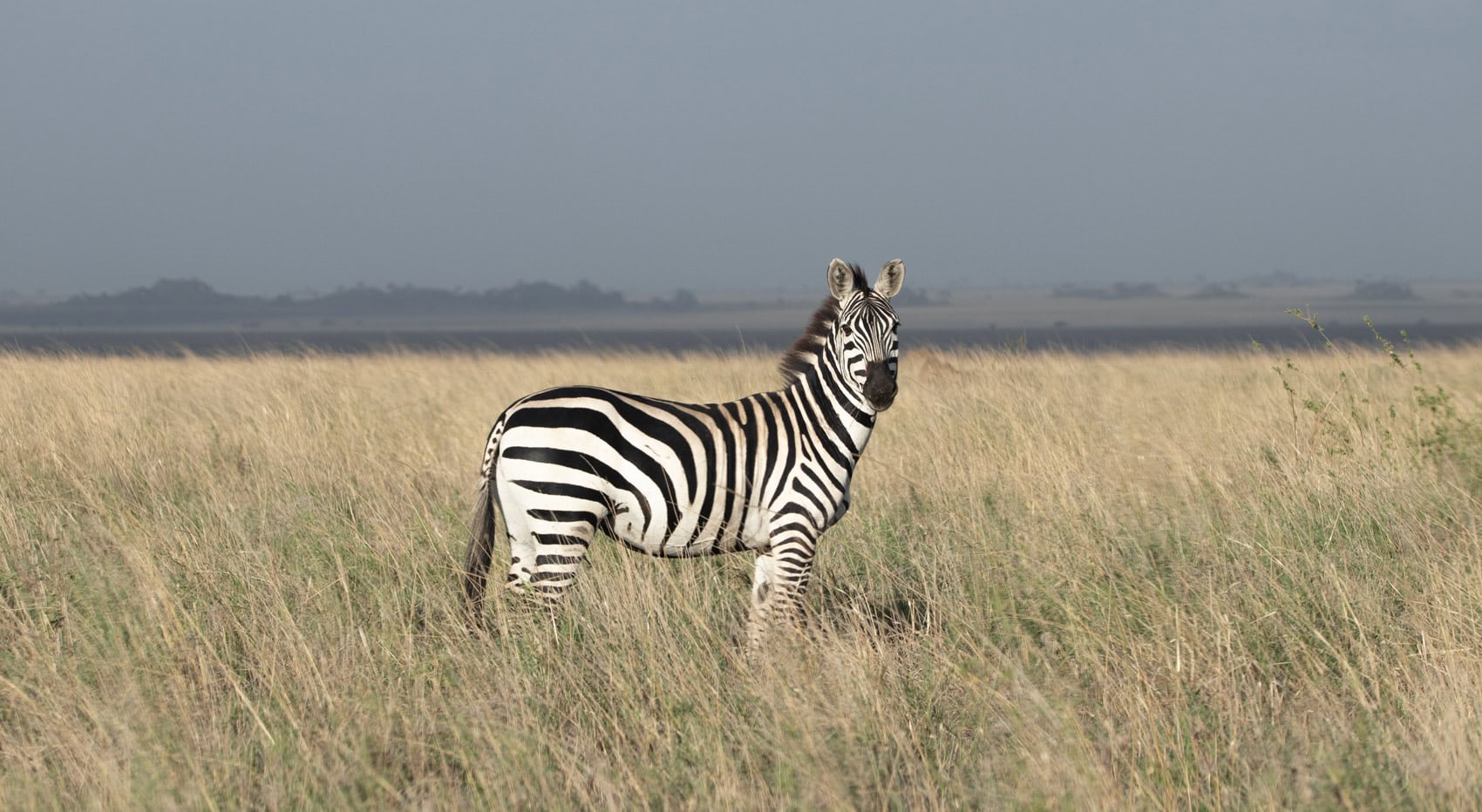 Ein Zebra in der Serengeti.