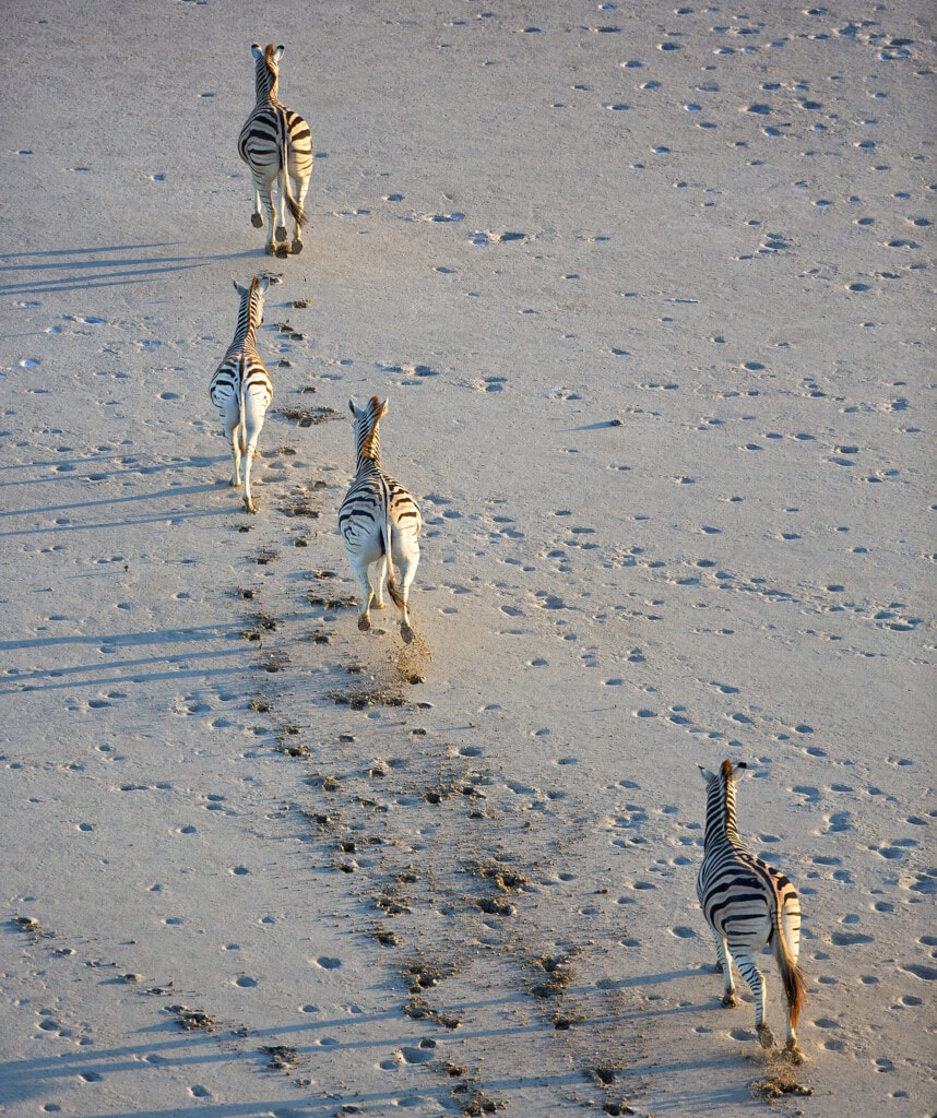 Zebras galoppieren durch die Makgadikgadi Pans.