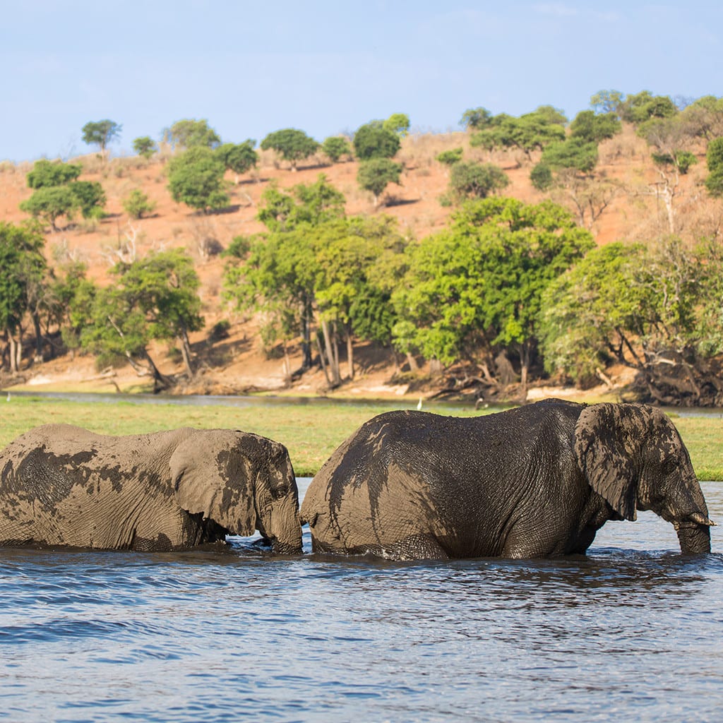 Chobe Elefanten Botswana Reise