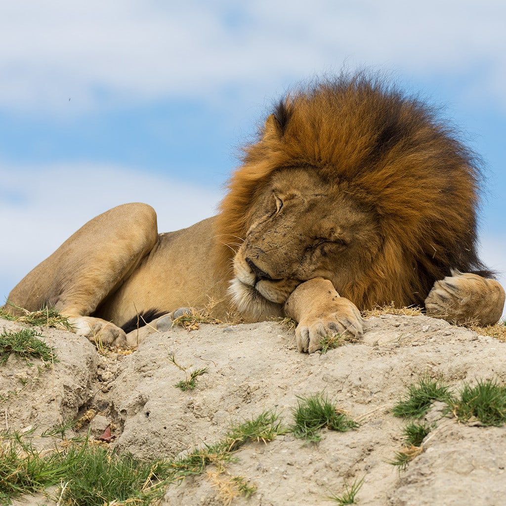 Loewe Botswana Reise Moremi Chobe