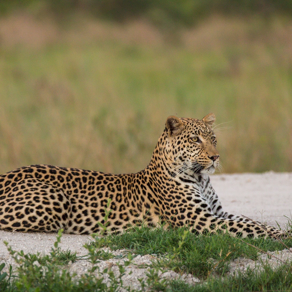 Leopard Moremi Chobe Botswana Tour