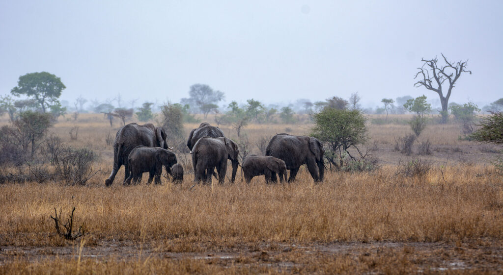 10 Tipps F r Den Kr ger Nationalpark Reiseveranstalter Elefant Tours 10-tipps-f-r-den-kr-ger-nationalpark-reiseveranstalter-elefant-tours