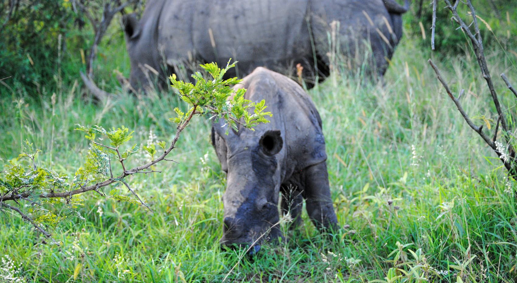 Nashornbaby Hluhluwe 