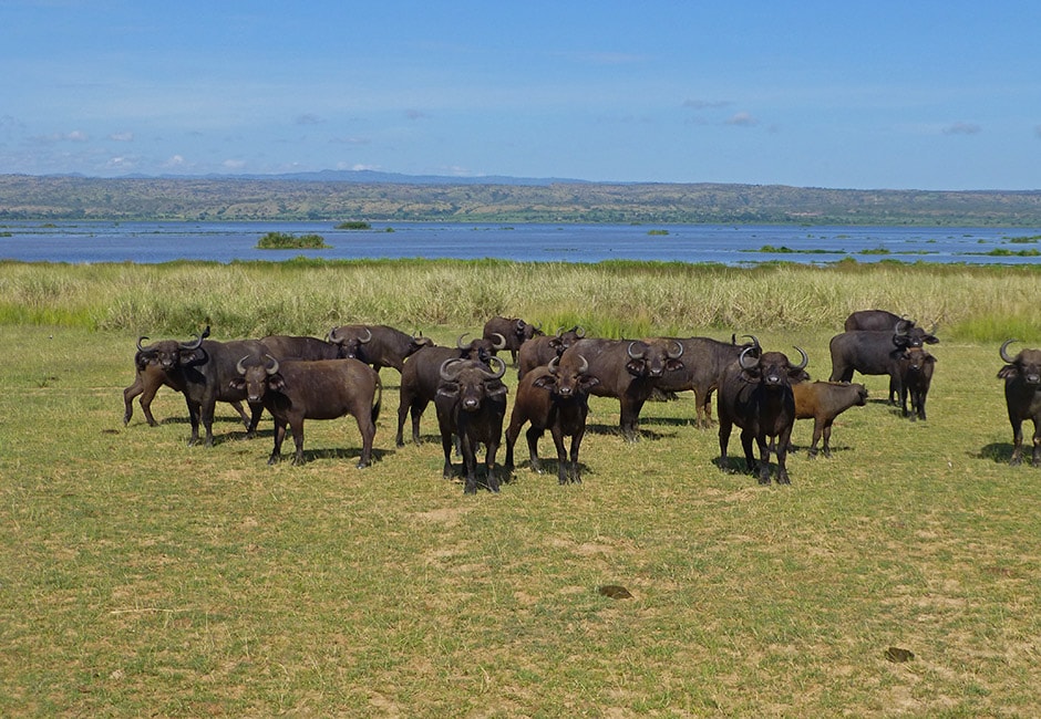 Lohnt sich der Queen Elizabeth Nationalpark in Uganda