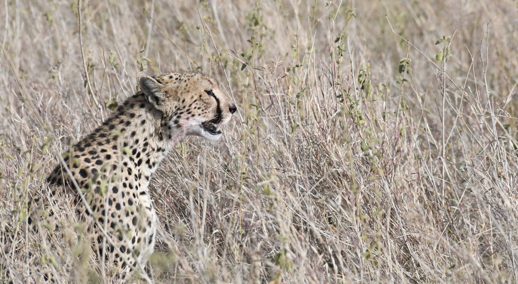 Gepard in der Serengeti in der Trockenzeit. Gepard in der Serengeti in der Trockenzeit.