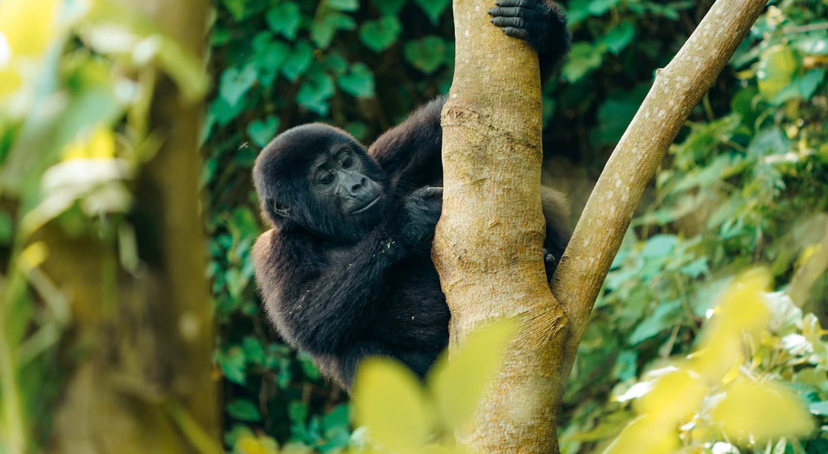 Ein Primat am Baum im Bwindi Imperial Forrest.