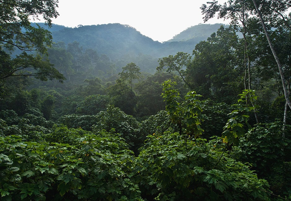 Bwindi Impenetrable Forest Uganda