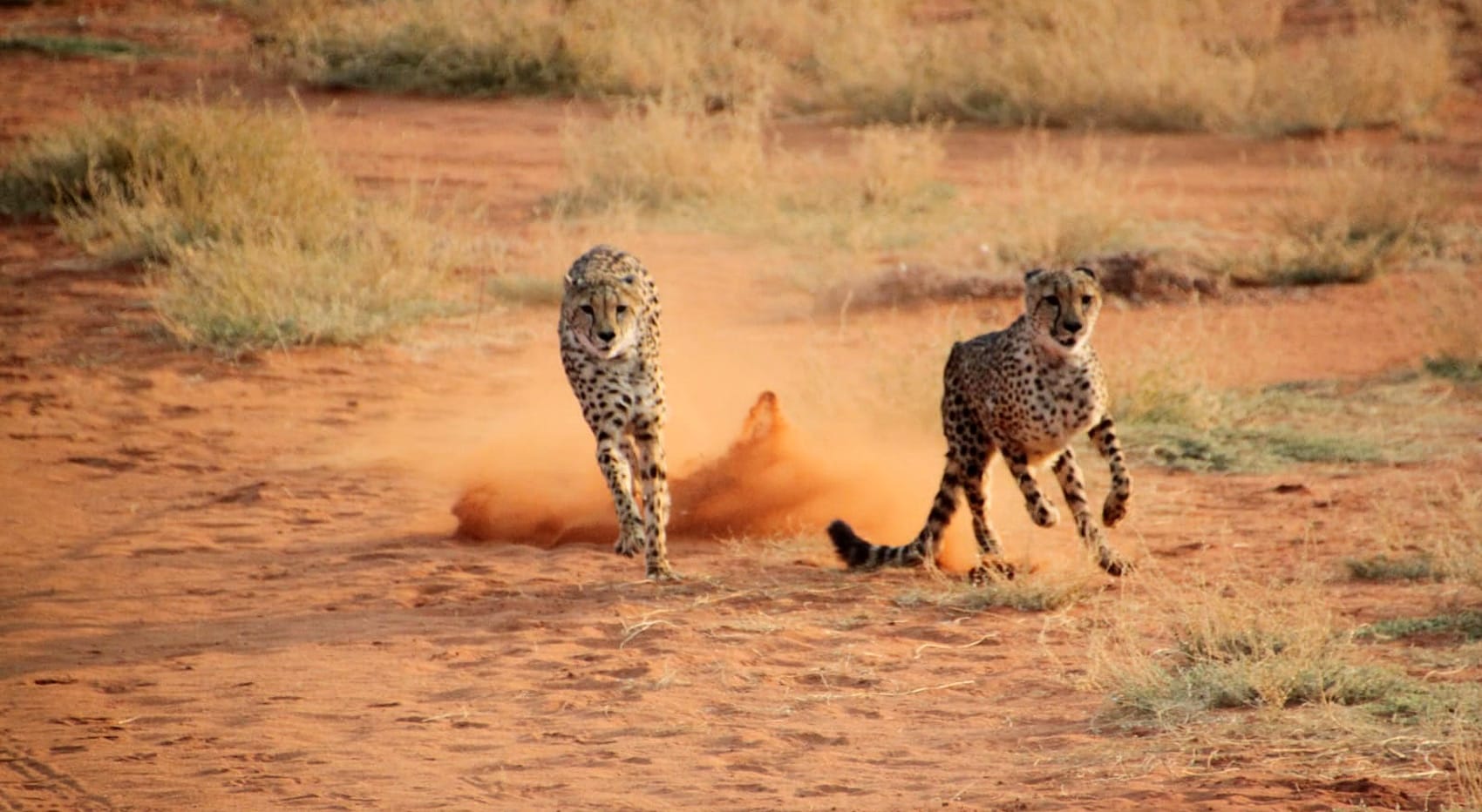 Geparden im Sprint