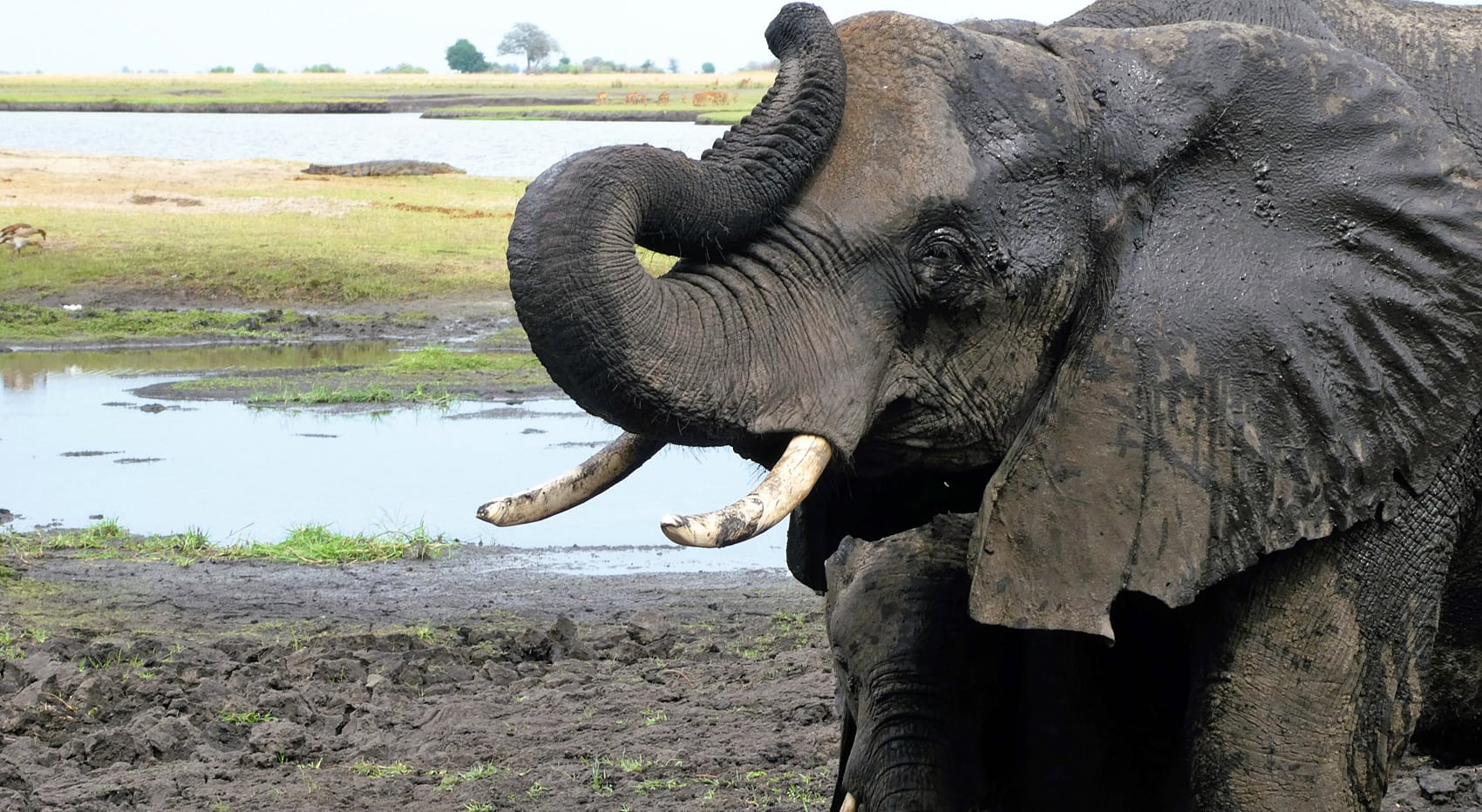 Elefanten am Chobe Fluss