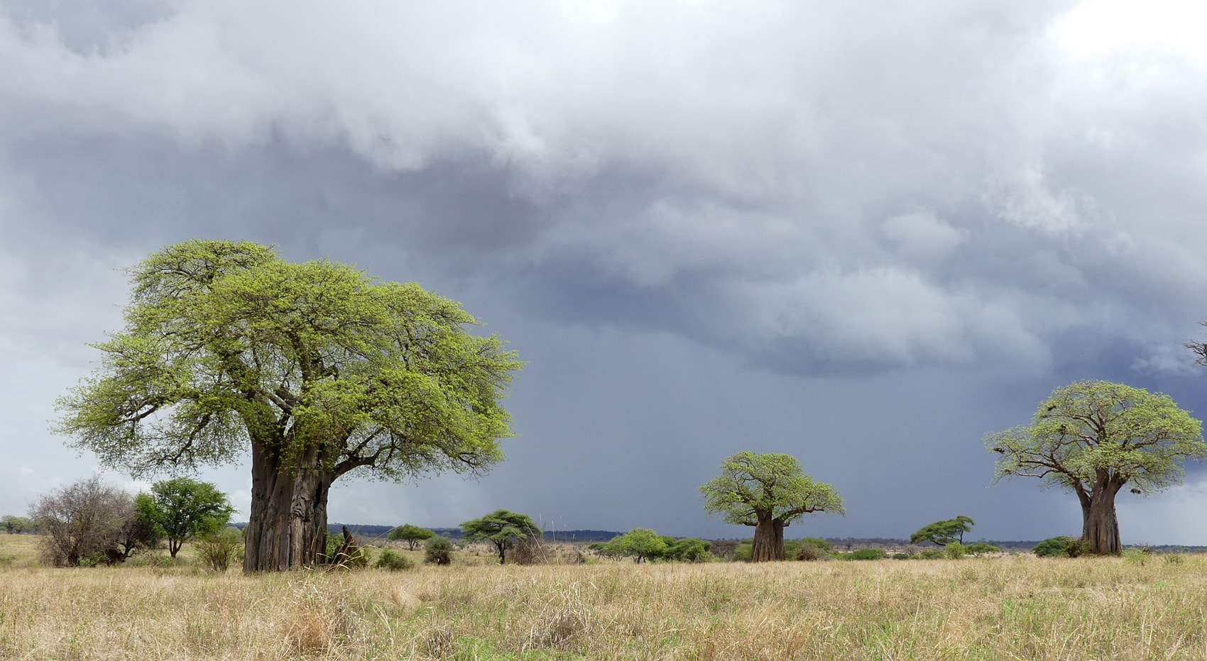 Baobab Bäume