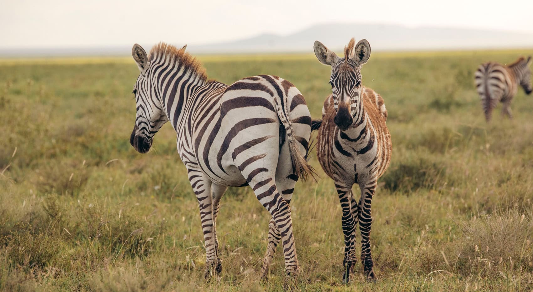 Zebras in der afrikanischen Savanne.