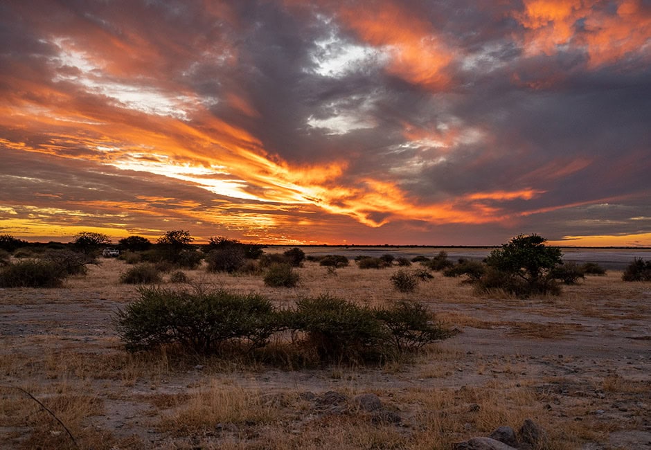 Tansania oder Botswana Safari