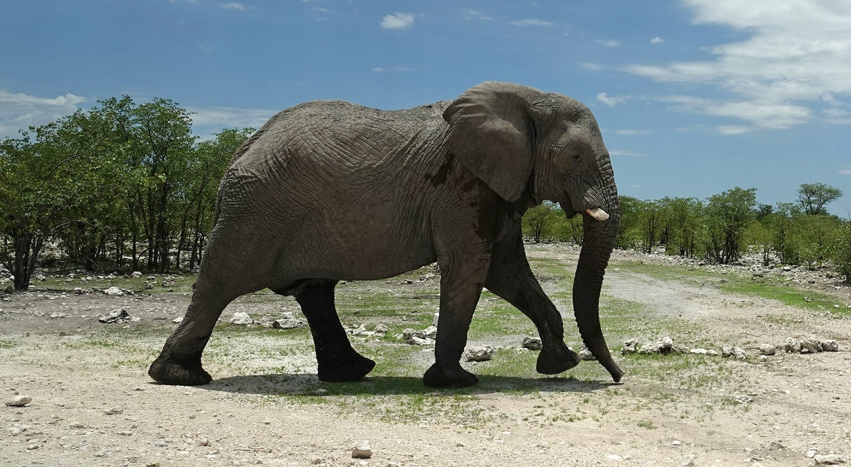 Elefant in Namibia