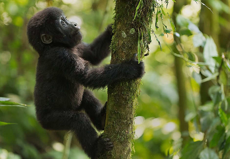Gorilla Trekking in Uganda oder Ruanda