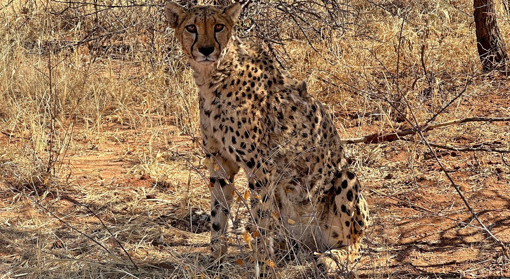 Gepard unter Akazie