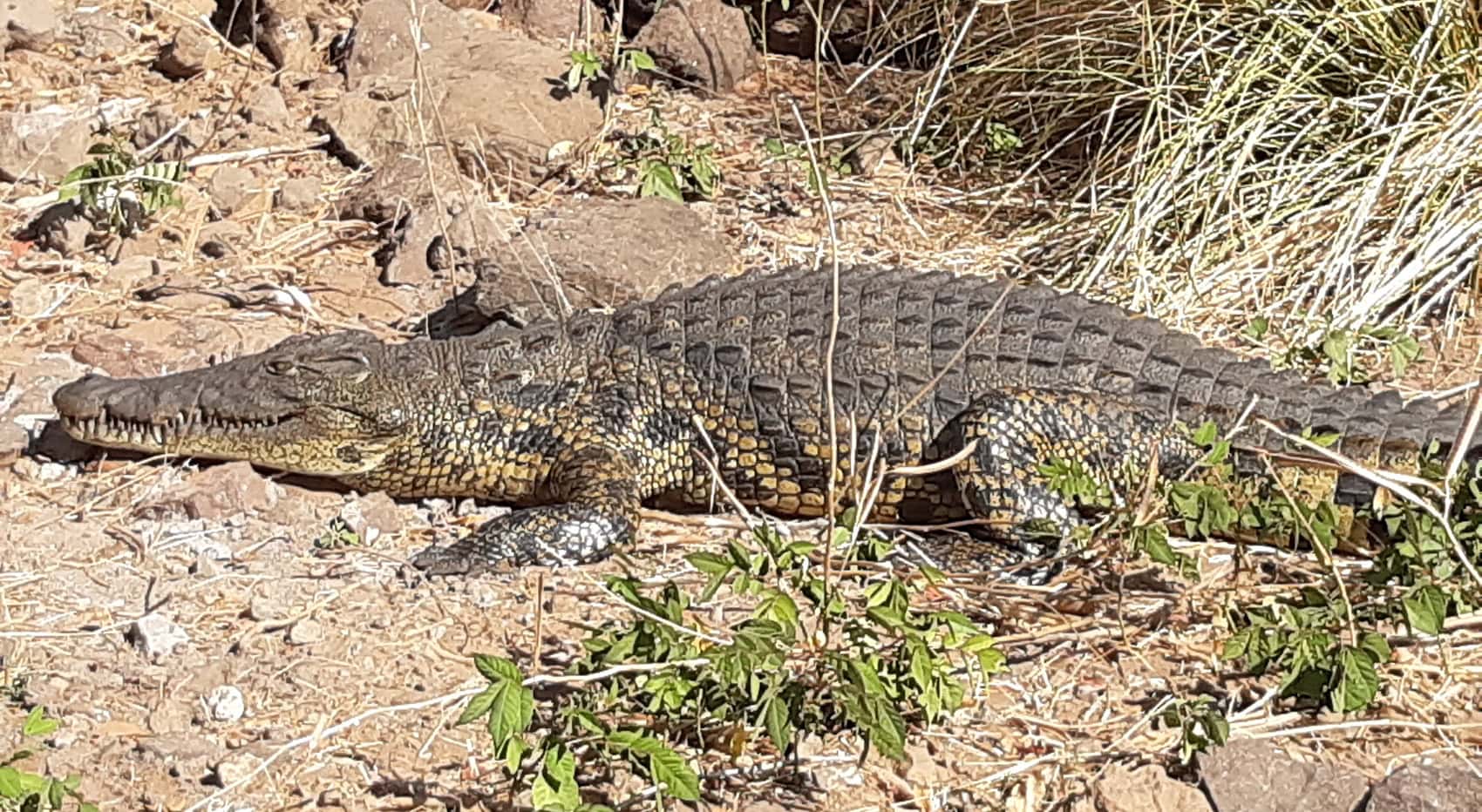 Krokodil in Botswana