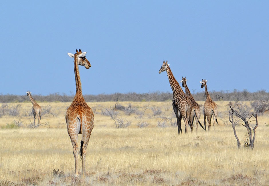 Giraffen laufen über eine Grassavanne zum blauen Horizont. Giraffen sind Tiere, die man häufig im Etosha Nationalpark sieht.