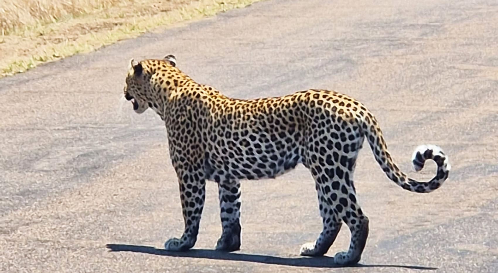 Ein Leopard steht auf der Straße